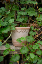 Bergs Potter Copenhagen Topf Rosa, 21 Cm