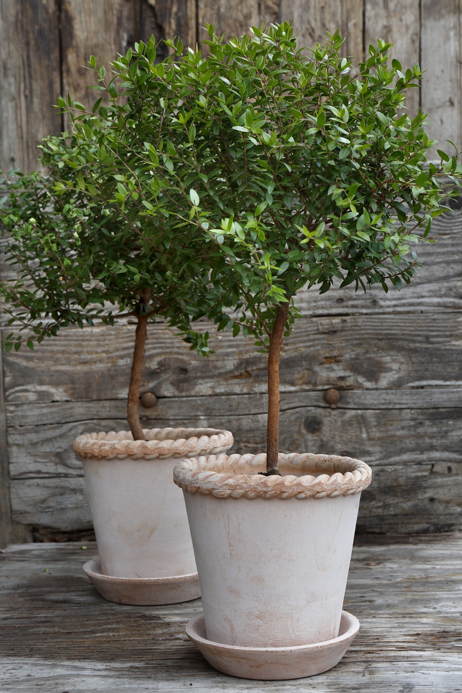 Bergs Potter Emilia Topf Rosa, 35 Cm