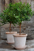 Bergs Potter Emilia Topf Rosa Ø16 Cm