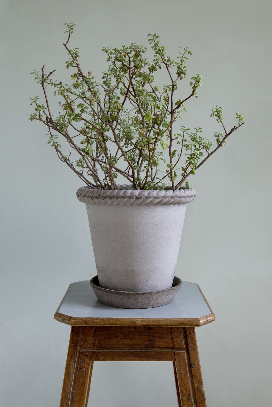 Bergs Potter Emilia Topf Grau, 30 Cm