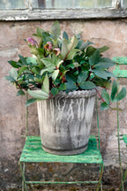 Bergs Potter Emilia Topf Grau, 30 Cm
