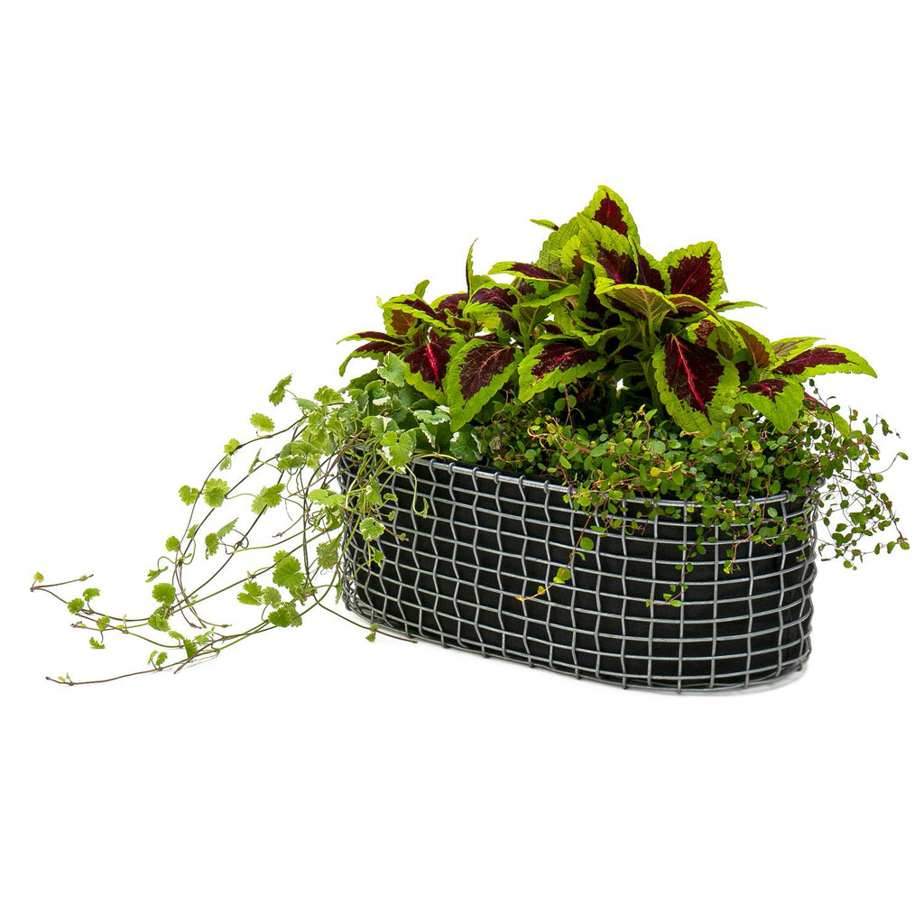 Korbo Blumenkasten 49x20 Cm, Säurefest Edelstahl