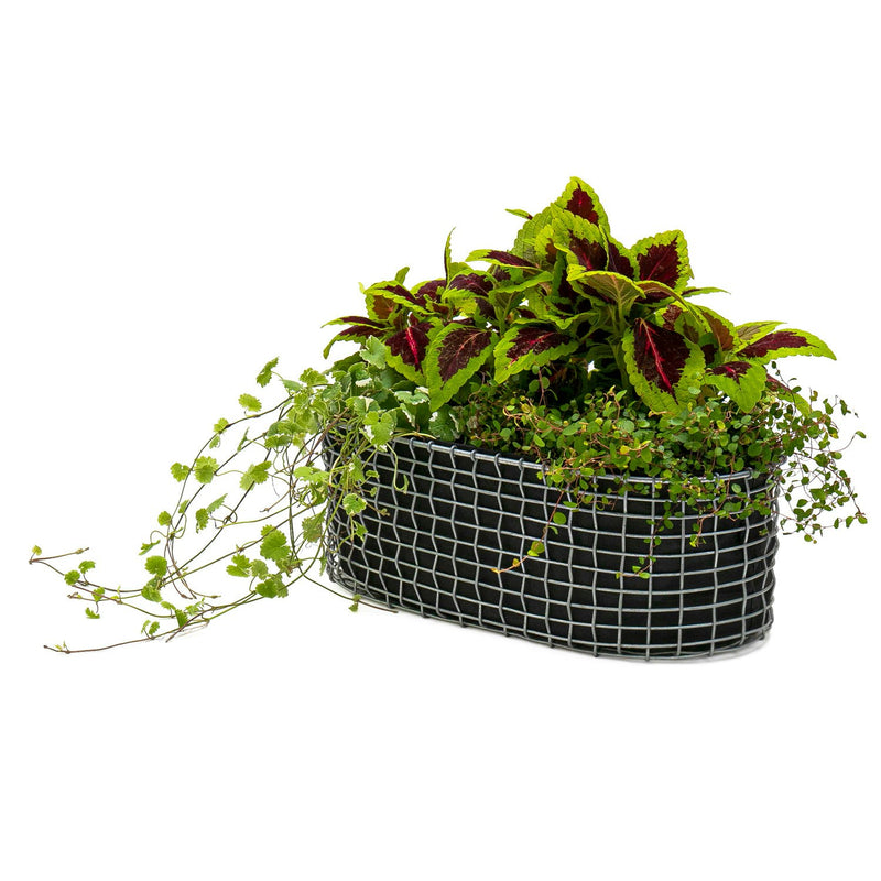 Korbo Blumenkasten 49x20 Cm, Säurefest Edelstahl