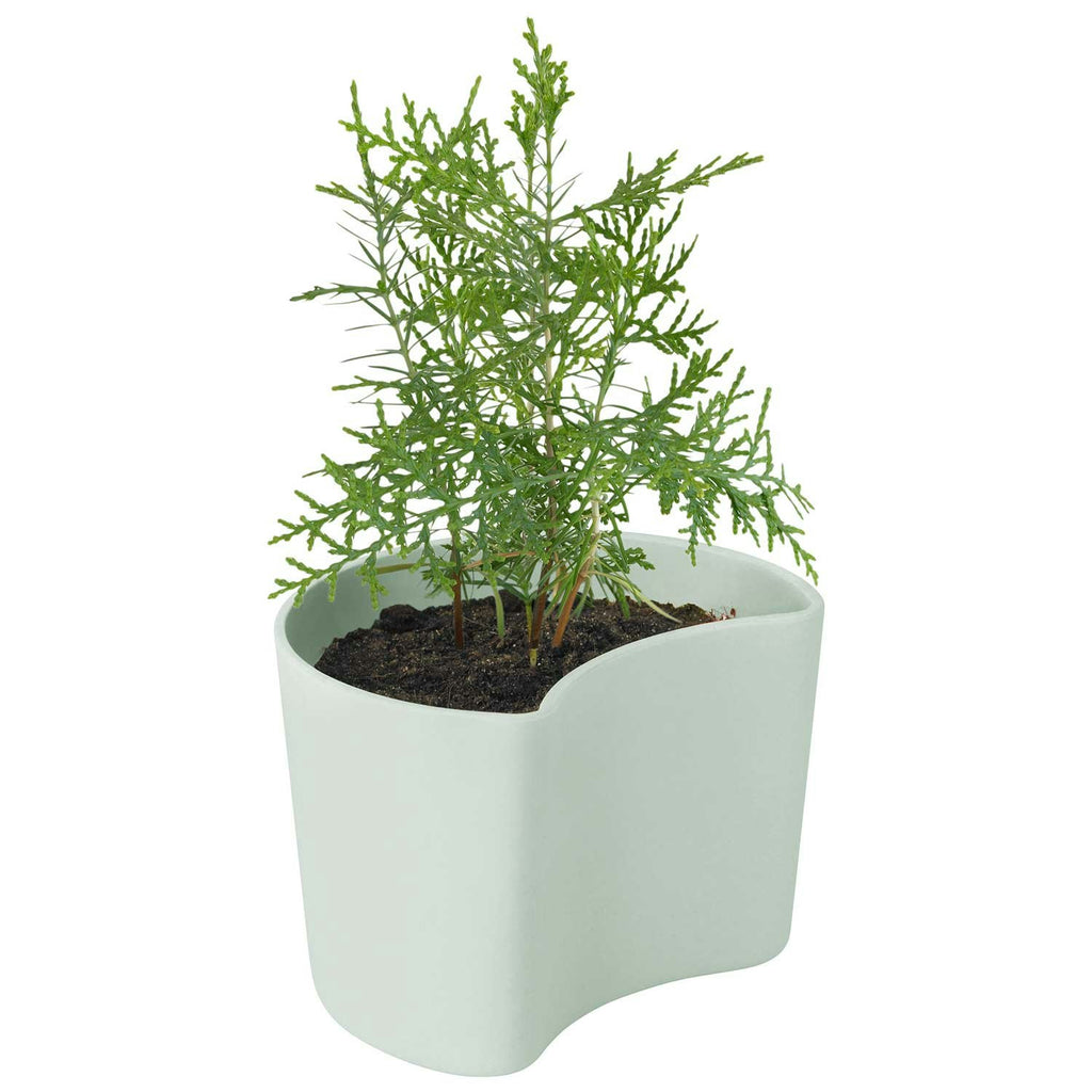 RIG TIG Your Tree Abbaubarer Topf Mit Samen, Grün