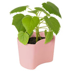 RIG TIG Your Tree Abbaubarer Topf Mit Samen, Rosa
