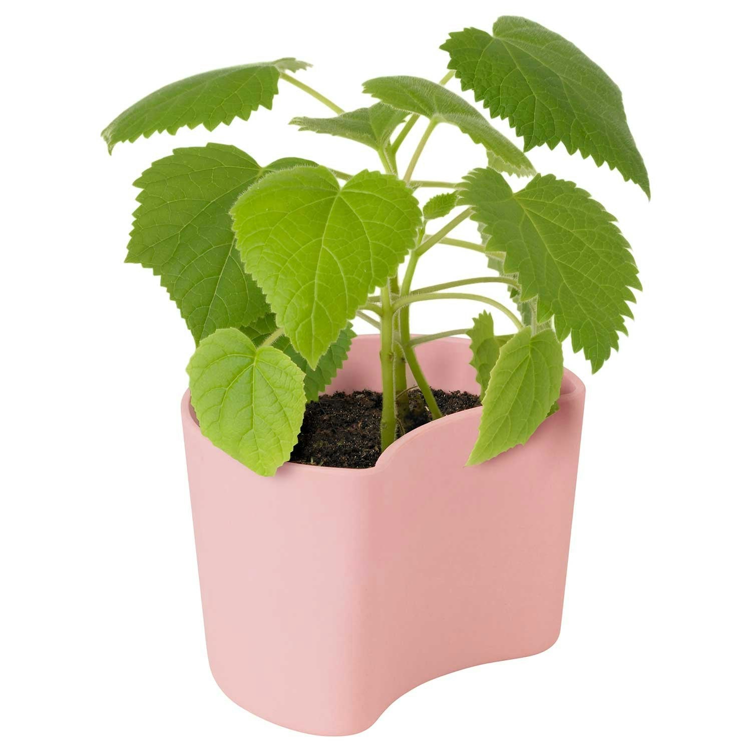 RIG TIG Your Tree Abbaubarer Topf Mit Samen, Rosa